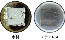 カビの付きにくさをステンレスと木材で比較（1か月後） 