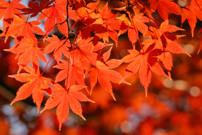 紅葉の画像