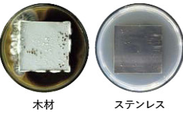 カビの付きにくさをステンレスと木材で比較(1か月後)